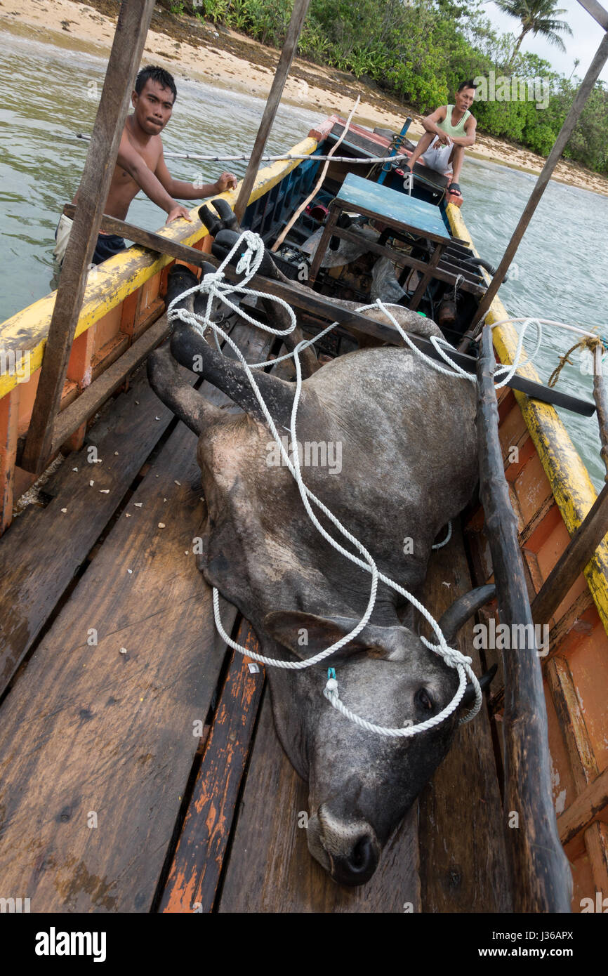 Isola Pandanan, Filippine - 30 Aprile 2017: Una precedentemente ferire e paralizzato la mucca è stata caricata su una barca Banka e consegnati al macello Foto Stock