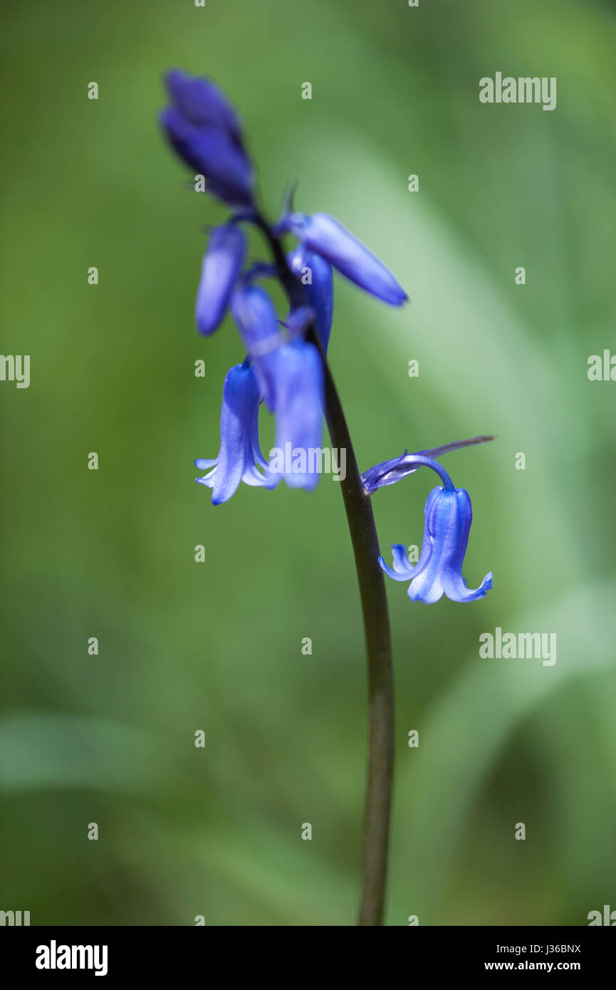 Un nativo di British bluebell. Foto Stock