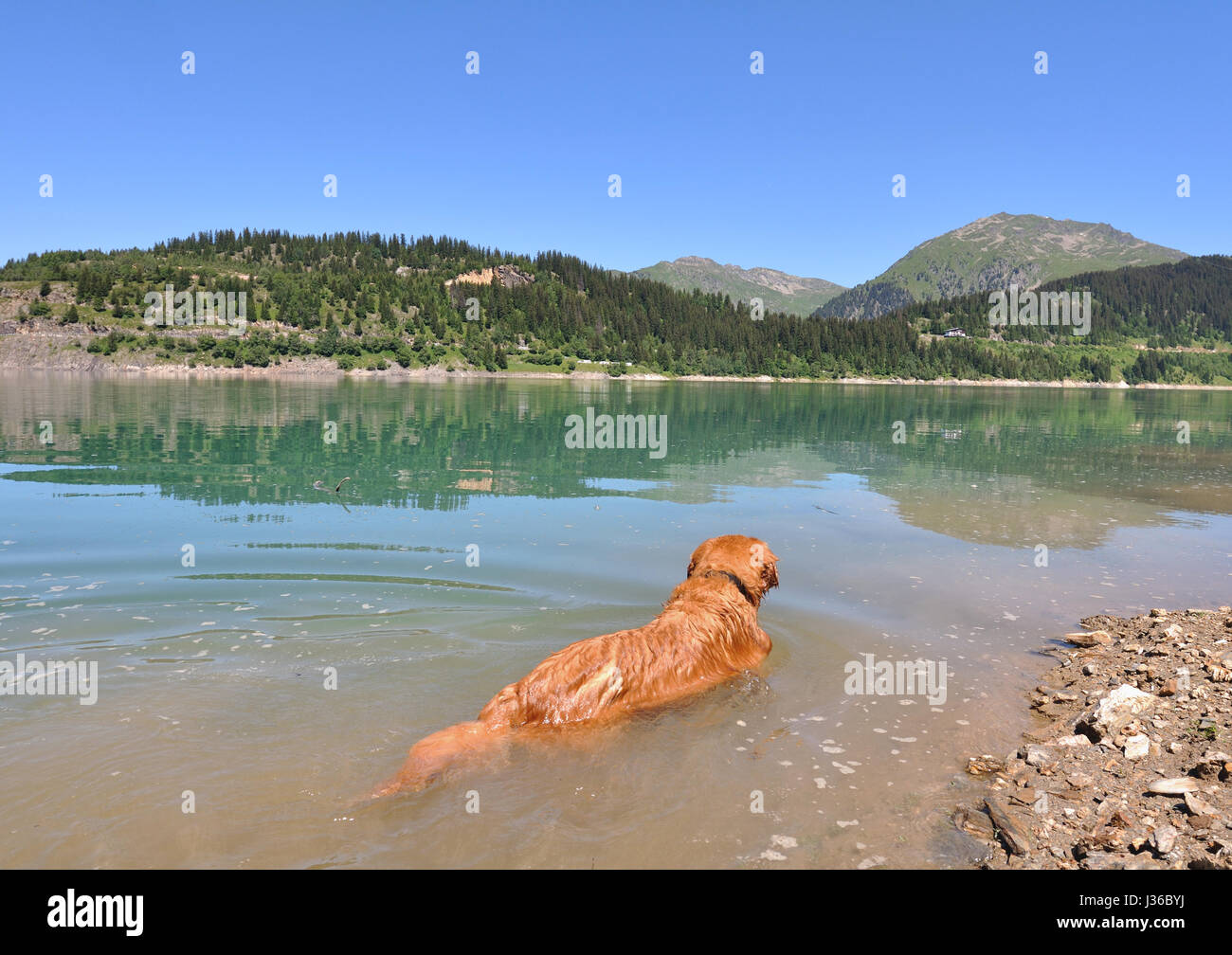 Un cane in un lago in montagna Foto Stock