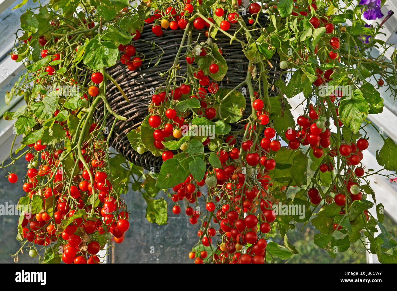 Contenitore di pomodori 'centinaia e migliaia " Foto Stock