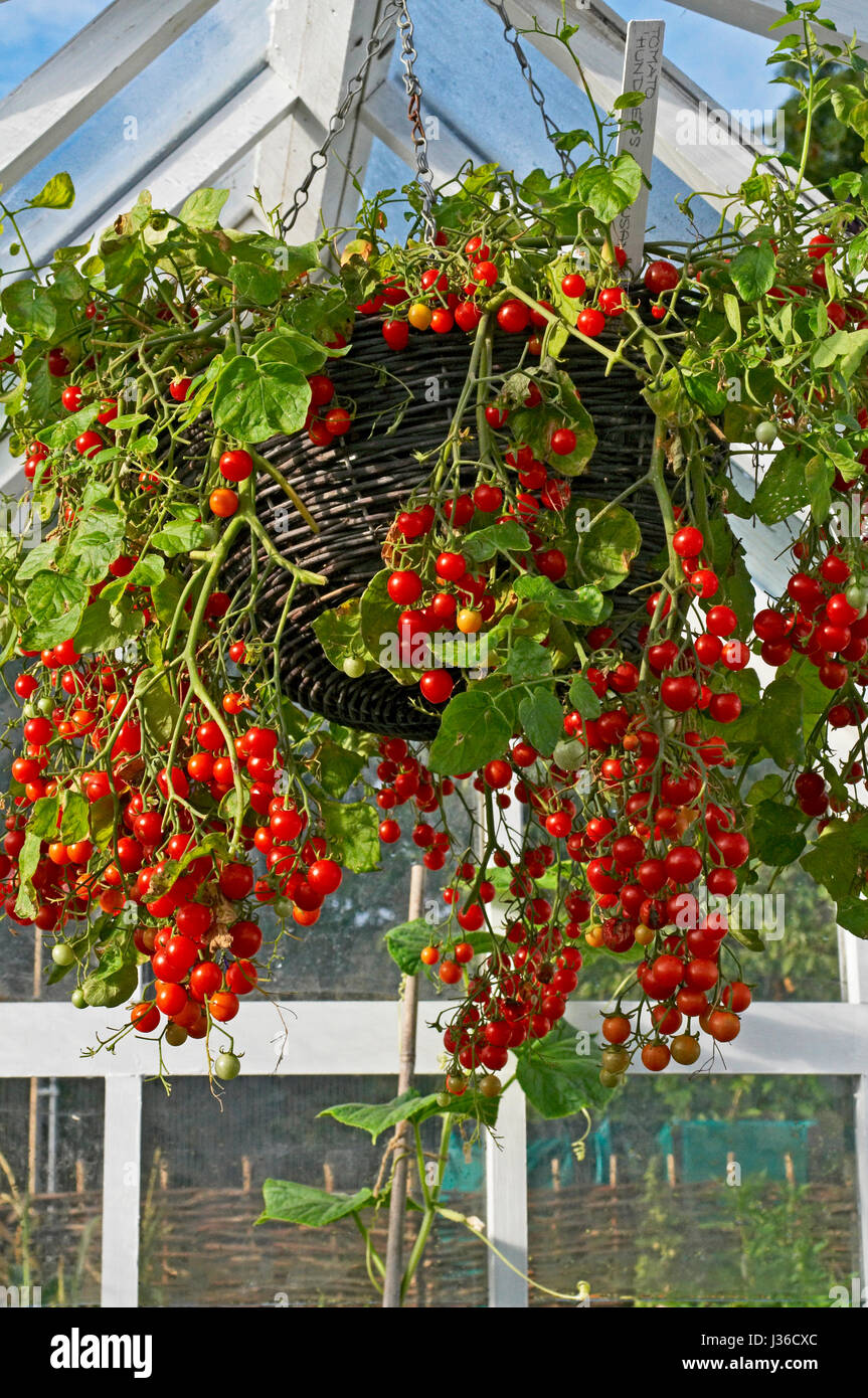 Contenitore di pomodori 'centinaia e migliaia " Foto Stock