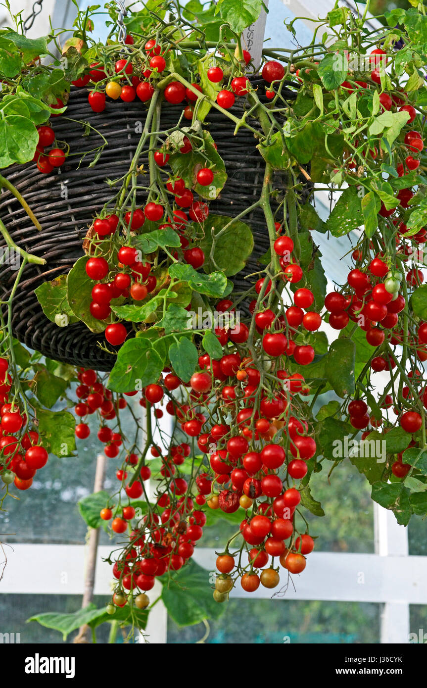 Contenitore di pomodori 'centinaia e migliaia " Foto Stock