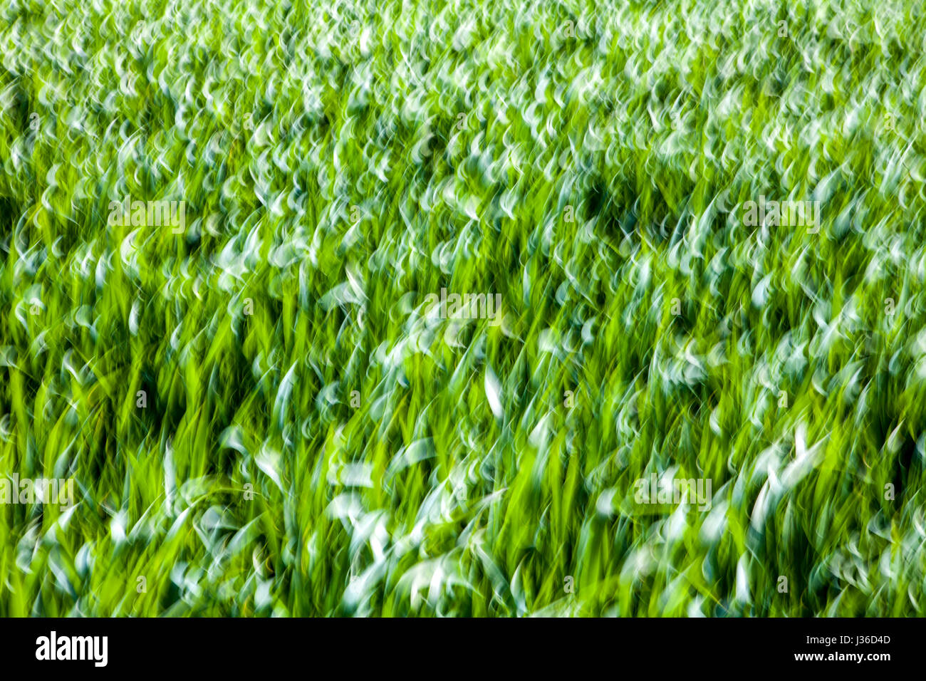 Linee astratte e strutture in erba verde, closeup, con una salvietta sfocata effetto Foto Stock