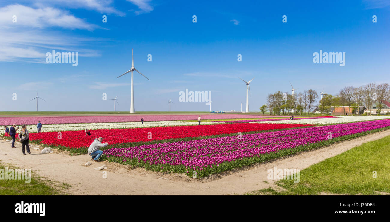 La gente che prende le immagini nei campi di tulipani di Noordoostpolder, Olanda Foto Stock
