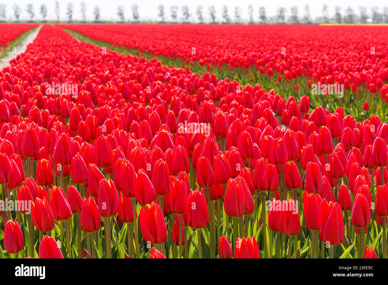 Tulipani rossi in Olanda Foto Stock