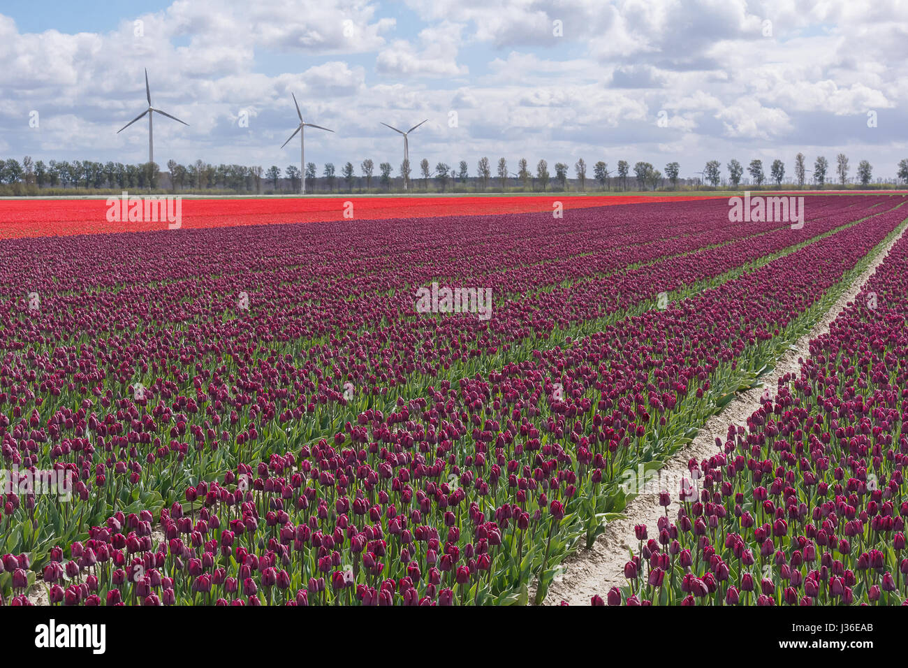 Tulipani viola e delle turbine a vento di fronte a un drammatico cielo velato Foto Stock
