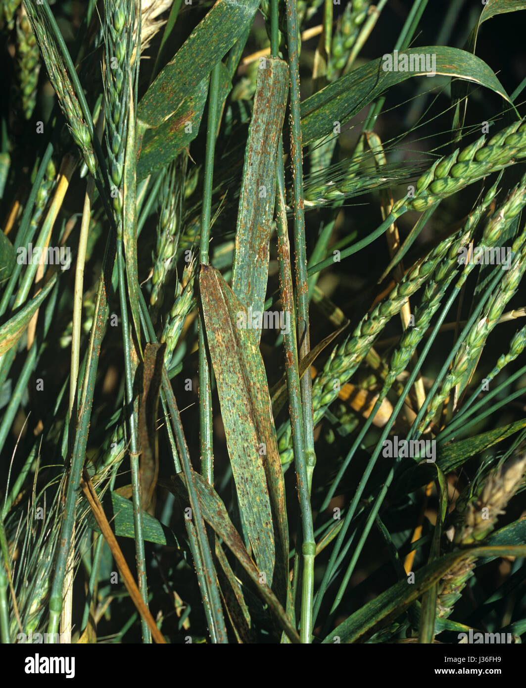 Stelo nero ruggine, Puccinia graminis f.sp. tritici, infezione sul frumento Frumento awned in Orecchio verde, Minnesota, USA, luglio Foto Stock