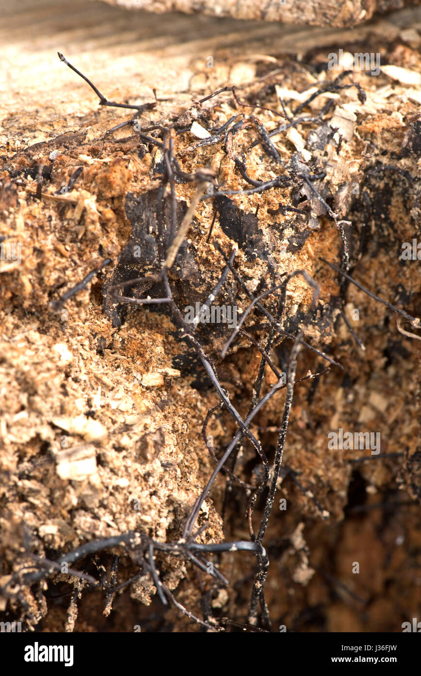 Rhizomorphs nero o cordicelle fungina di miele fungo Armillaria mellea, formata sul malato morto e nucleo di un albero marcio, Berkshire, Marzo Foto Stock