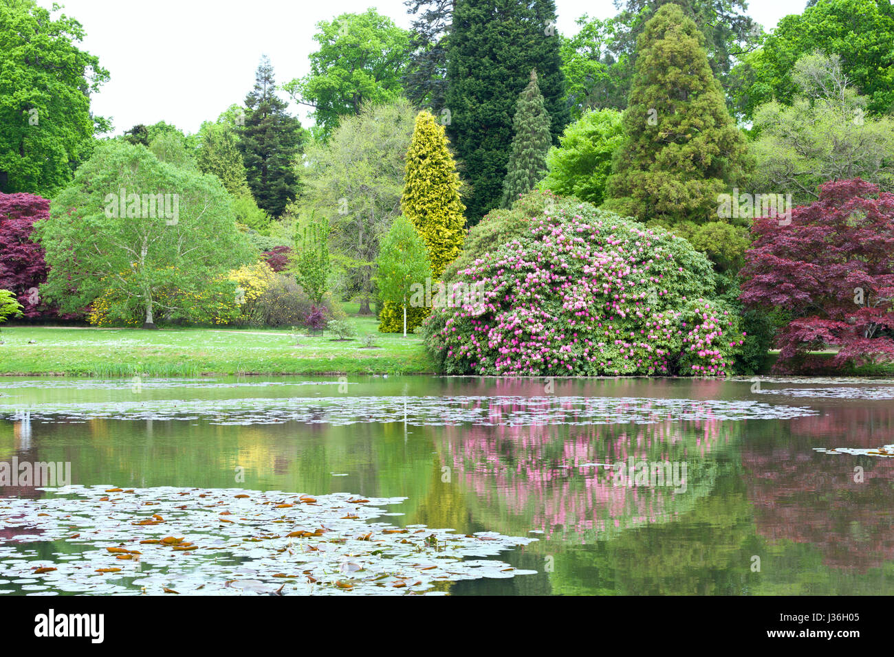 Giardino da un lago con la fioritura dei rododendri rosa, maturi alberi verdi conifere, in un inglese un paesaggio rurale, stagione primavera . Foto Stock