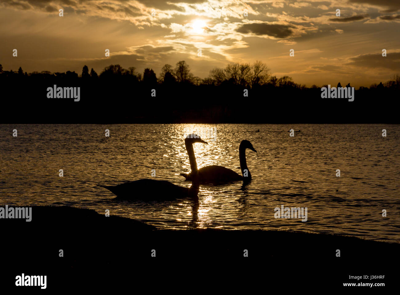 Cigni al tramonto, silhouette prese al Parco Watermead Birstall con il sole splendente sul lago e alberi in background Foto Stock