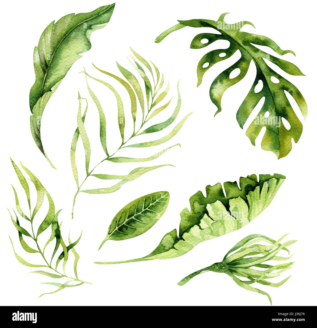 Disegnata a mano ad acquerello piante tropicali set. Esotiche di foglie di palma, j Foto Stock