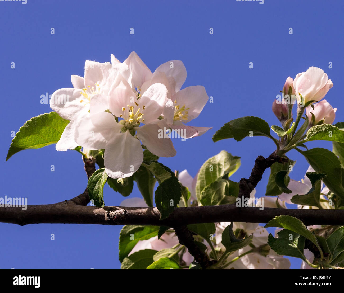 A fioritura primaverile di alberi da frutta e di impollinazione con loro gli insetti (api) Foto Stock