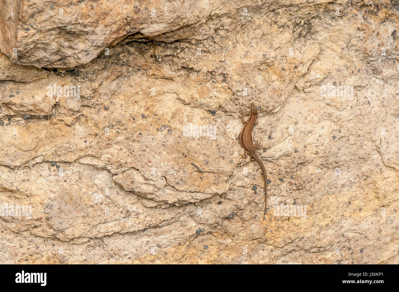Iberian lucertola muraiola (Podarcis hispanica) appoggiato su di una roccia Foto Stock
