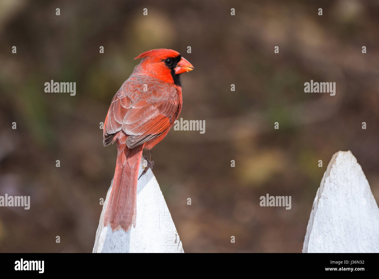 Rosso cardinale Nord arroccato su un white Picket Fence Foto Stock