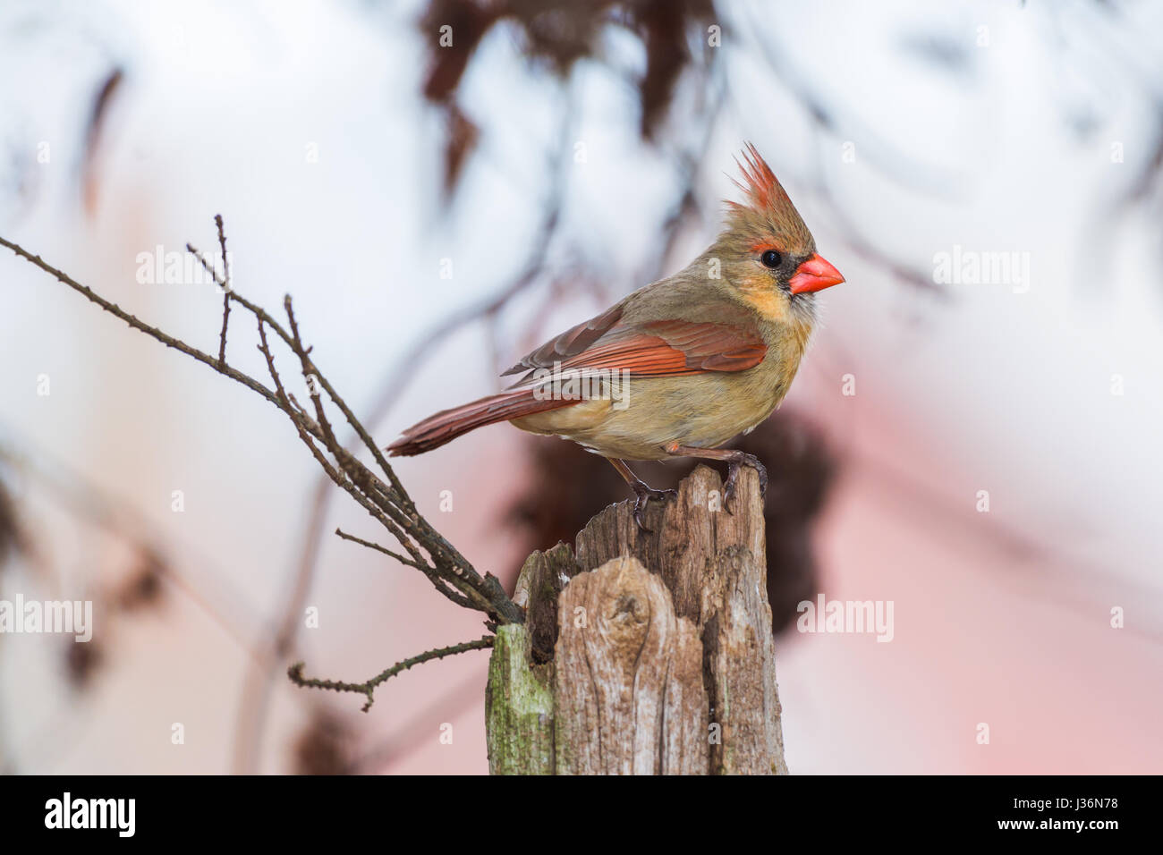 Il cardinale femmina uccello appollaiato su un albero rotto Foto Stock