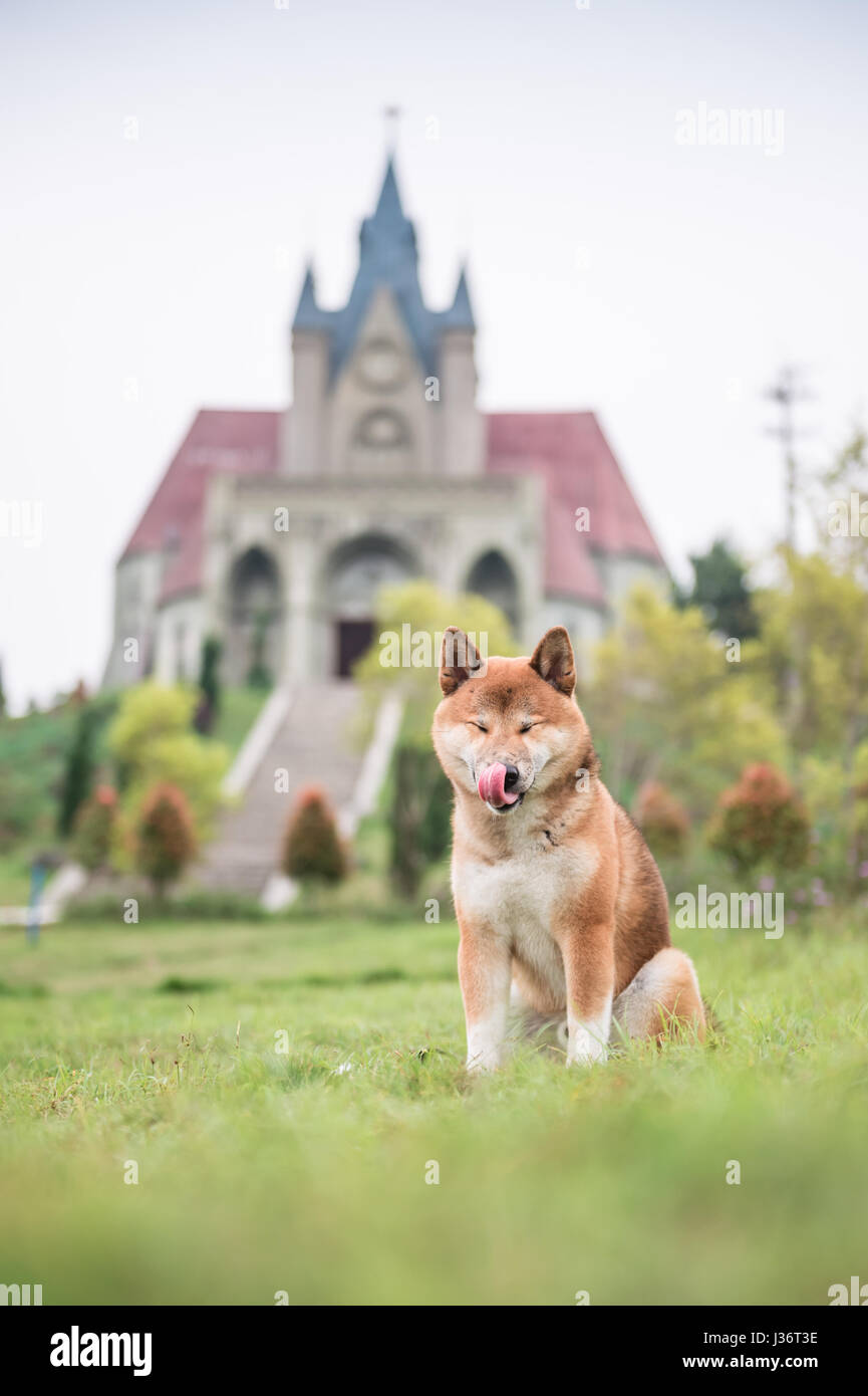 Il Shiba Inu in erba Foto Stock