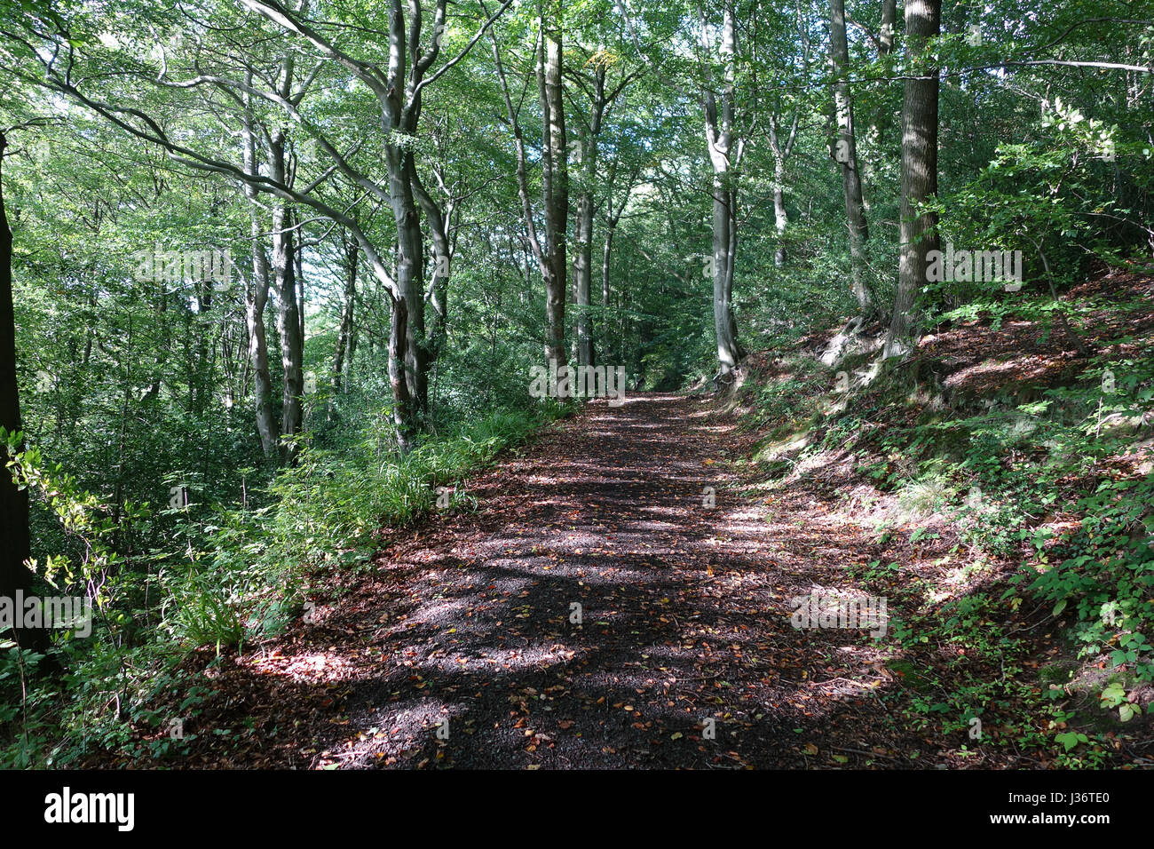 Pezzata luce che risplende attraverso boschi di alberi in Inghilterra nel mese di settembre 2015 Foto Stock