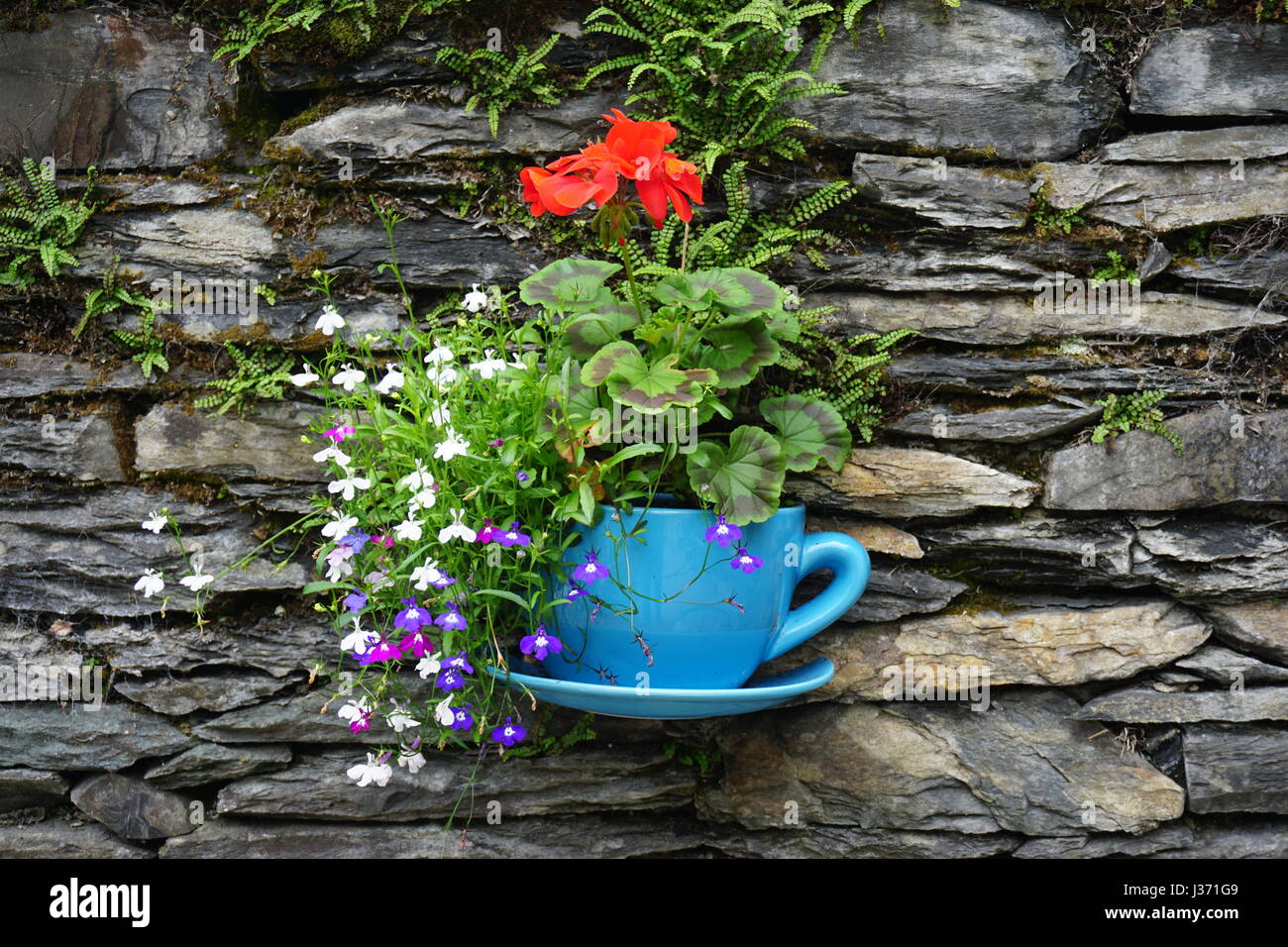 Giardino pensile piantatrice è conformato come una tazza da caffè con piattino Foto Stock