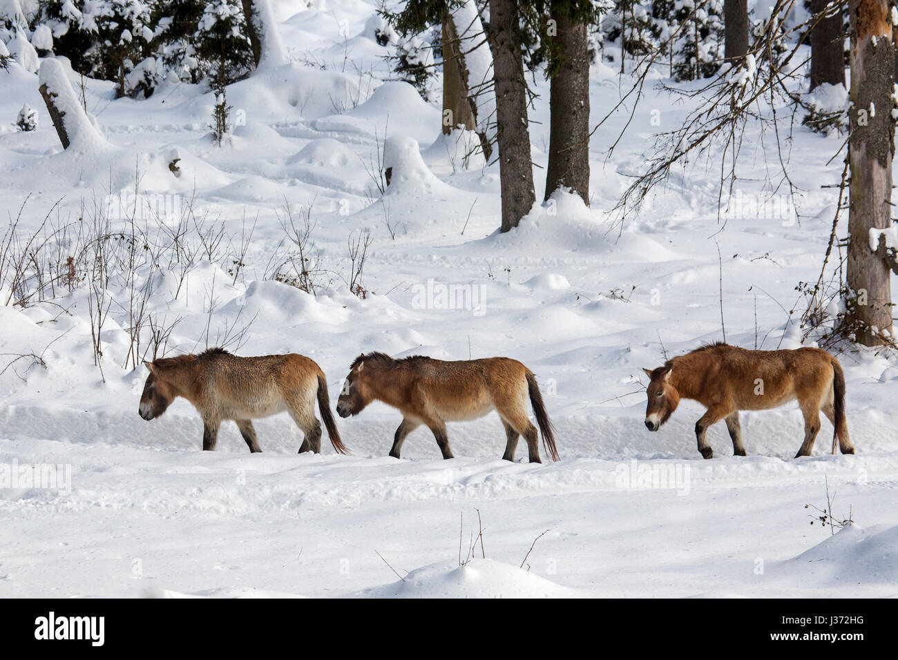 Tre cavalli di Przewalski (Equus ferus przewalskii) nativa per le steppe della Mongolia, Asia centrale, passeggiate nella neve in inverno Foto Stock