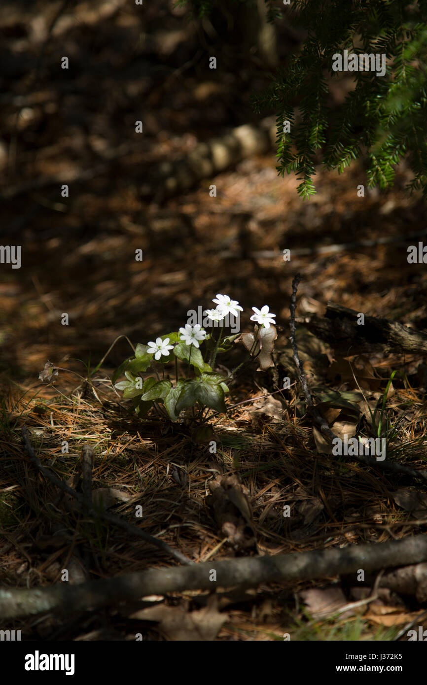 Soleggiato fiori bianchi sul suolo della foresta. Foto Stock