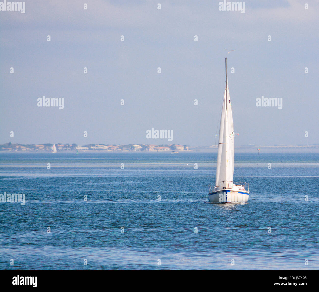 Una vela in barca a vela sulla baia di Tampa in Saint Petersburg, in Florida. Nessuna proprietà release Foto Stock