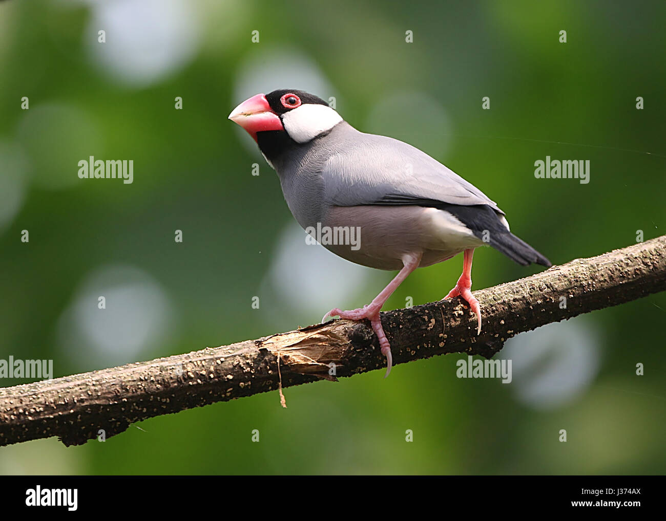 Sud-est asiatico di riso Java Sparrow o Javan Finch (Padda oryzivora) Foto Stock