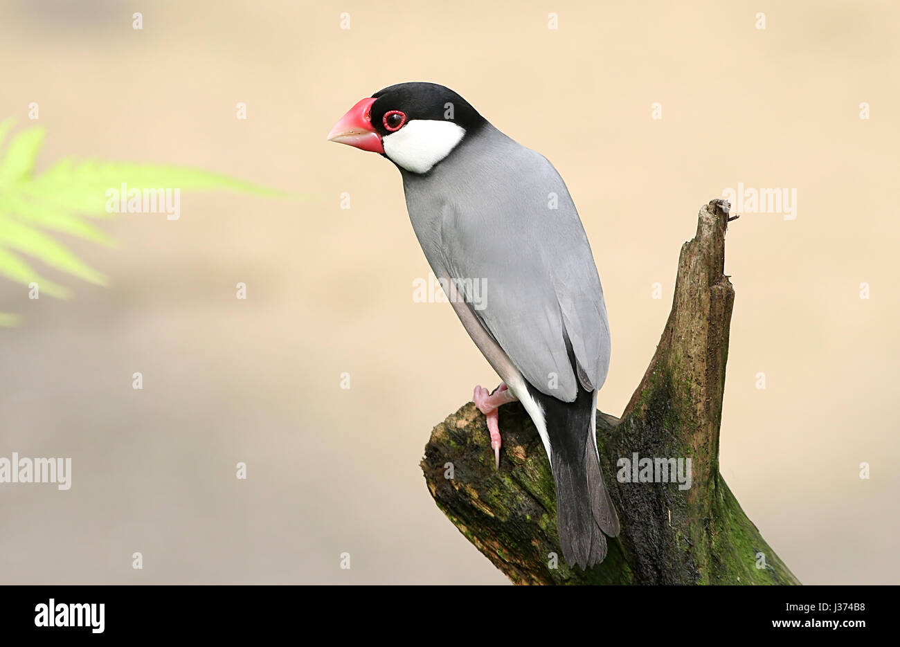 Sud-est asiatico di riso Java Sparrow o Javan Finch (Padda oryzivora, Lonchura oryzivora) Foto Stock