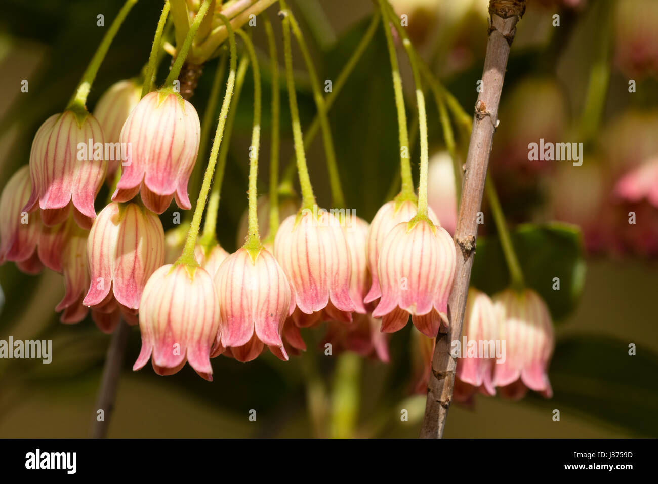 Campana fiori immagini e fotografie stock ad alta risoluzione - Alamy