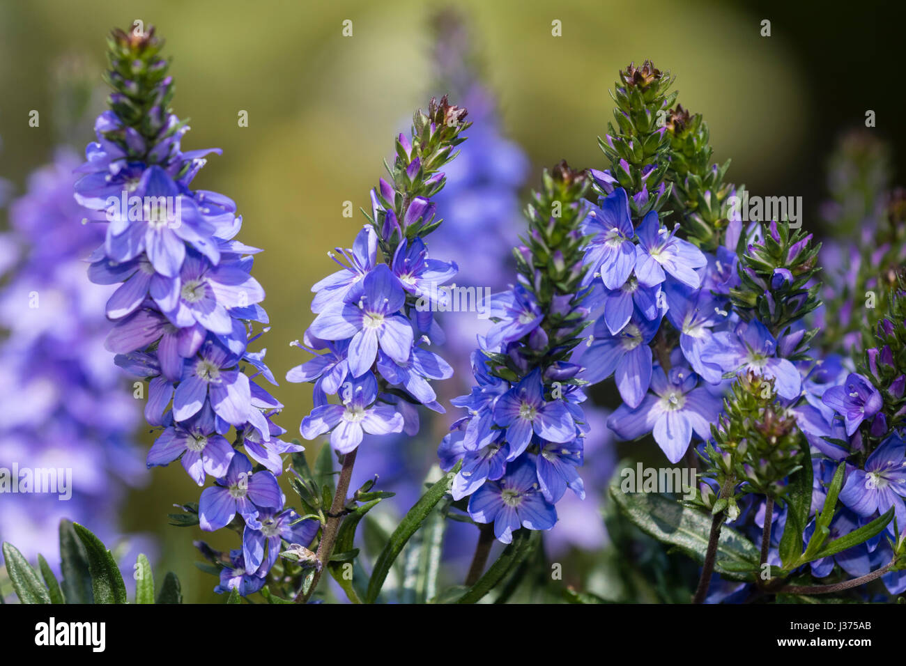 Piccolo, montante picchi di fiori blu della prostata speedwell, Veronica prostrata "specchio azzurro" Foto Stock