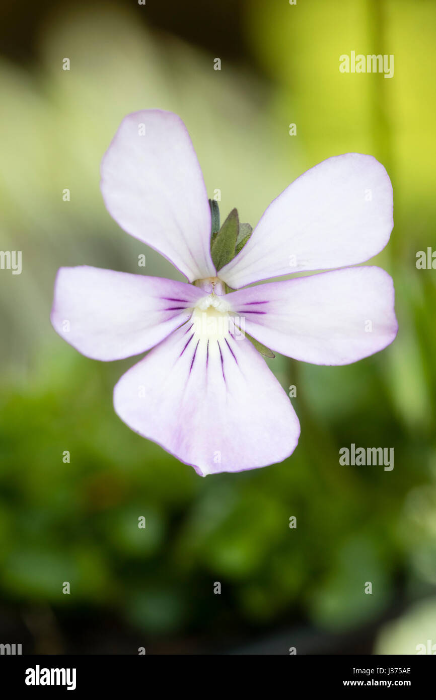 Unico fiore della rosa venato cornuto viola, viola cornuta 'Victoria's arrossire' Foto Stock