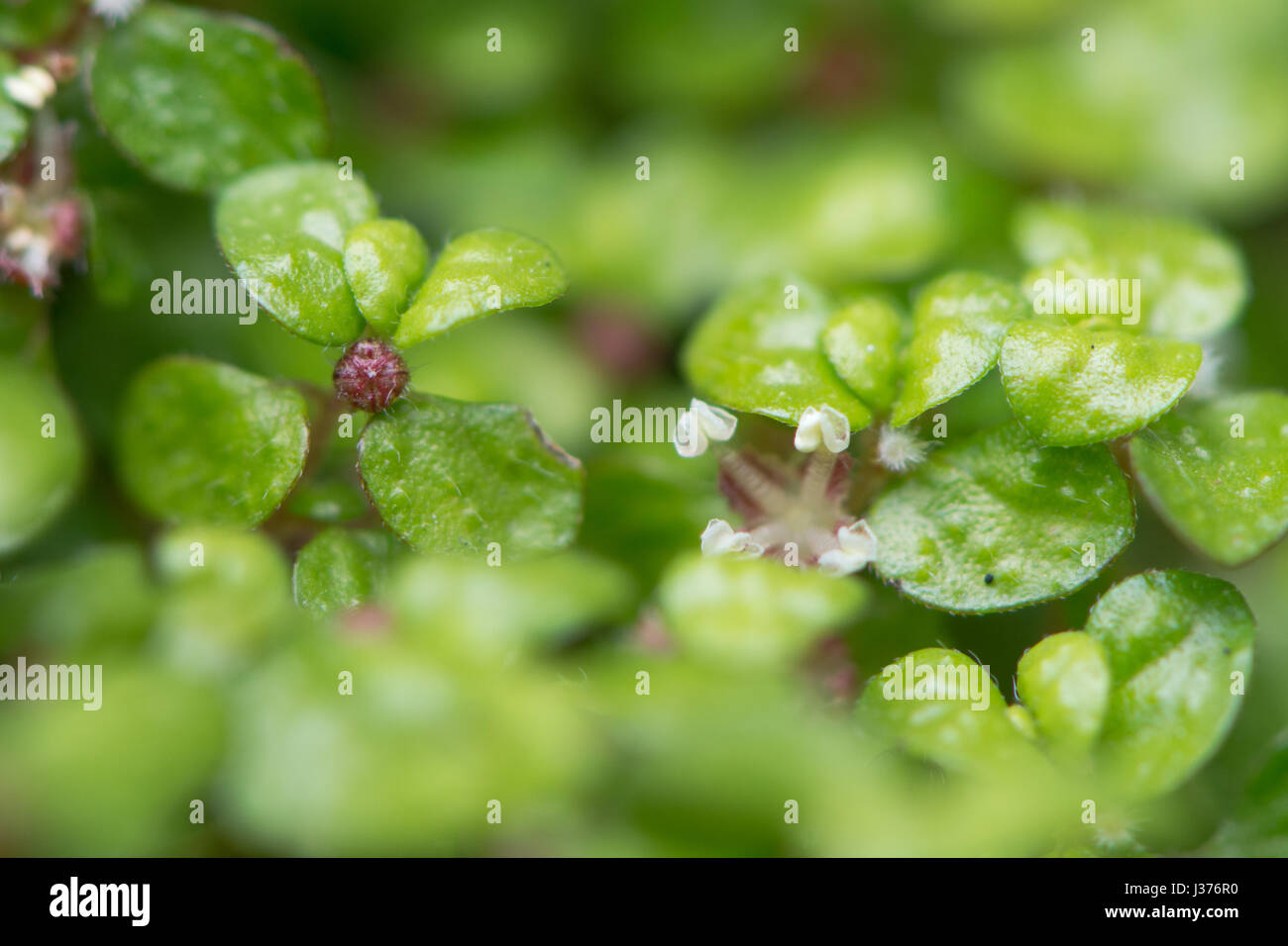 Mente-il proprio business (Soleirolia soleirolii) piante in fiore. Foglie e minuscoli fiori di spunto da fermi, mat impianto di formatura nella famiglia di ortica Urticaceae Foto Stock