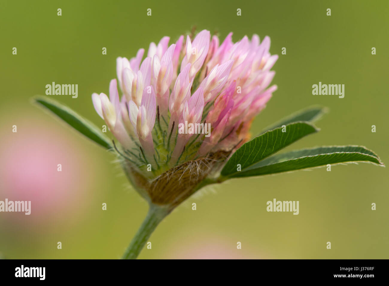 Trifoglio rosso (Trifolium pratense) fiore-testa. Legume nella famiglia di pisello (Fabaceae), che mostra i singoli fiori infiorescenza di formatura Foto Stock
