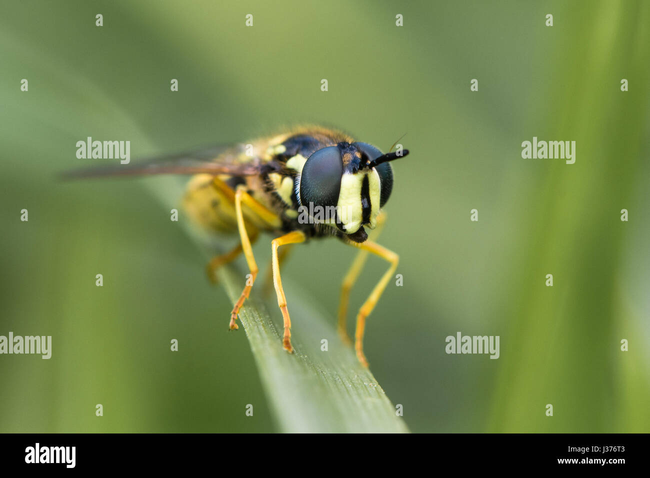 Chrysotoxum cautum hoverfly. Grandi e colorati con audacia wasp imitare nella famiglia Syrphidae, a riposo sull'erba Foto Stock
