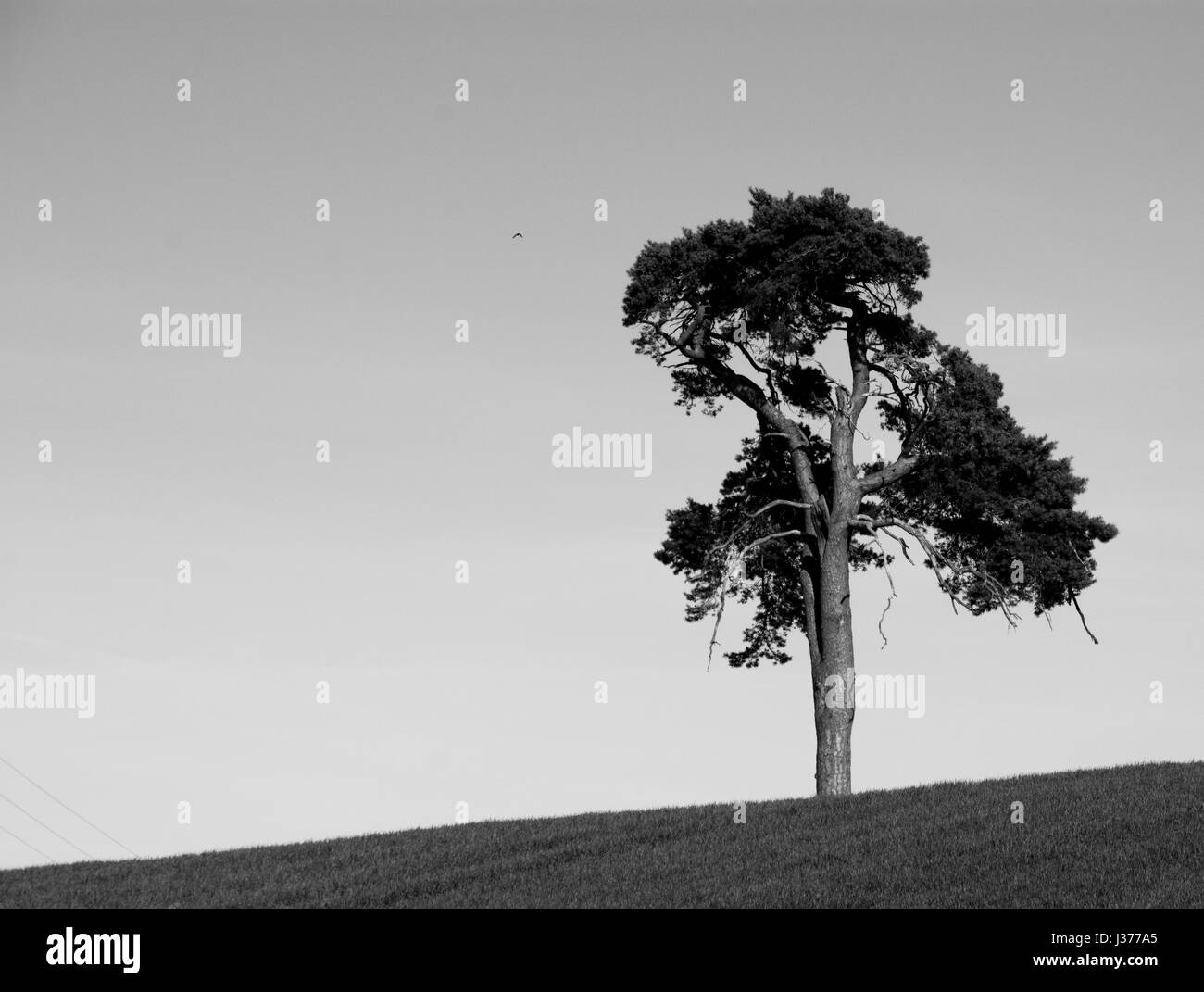 Uno lonely quercia su una collina nel cuore dell'Inghilterra. Un paesaggio agricolo, UK. Un campo di grano in primavera. Concetto di solitudine Foto Stock