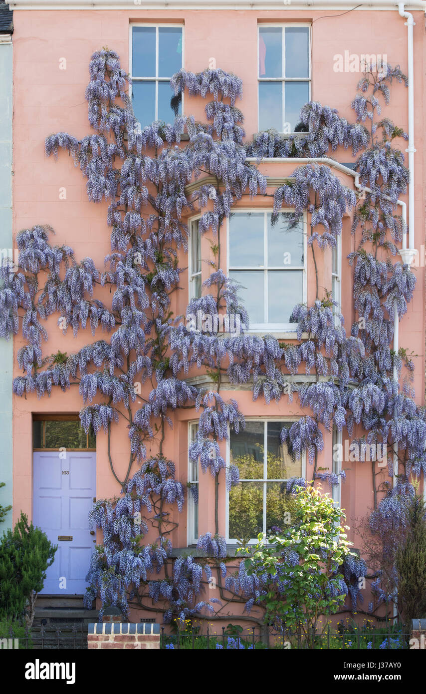 Il Glicine sul lato anteriore di una casa residenziale in Iffley Road, Oxford, Oxfordshire, Regno Unito Foto Stock