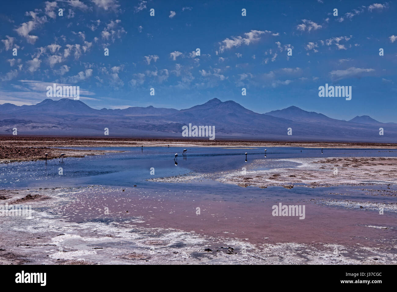 Los Flamencos riserva nazionale, il Deserto di Atacama, Cile. Foto Stock