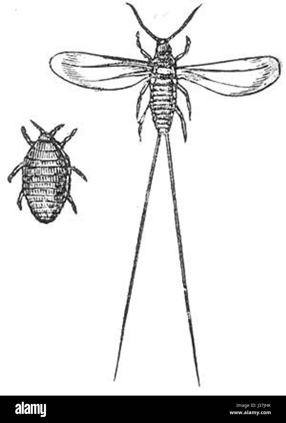 La cocciniglia disegno Foto Stock