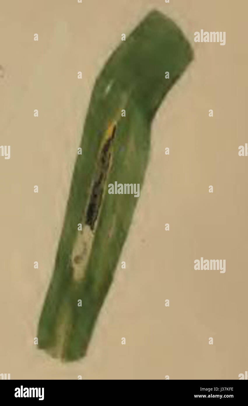 Cosmopterix lienigiella minato a lamina fogliare di Phragmites Foto Stock