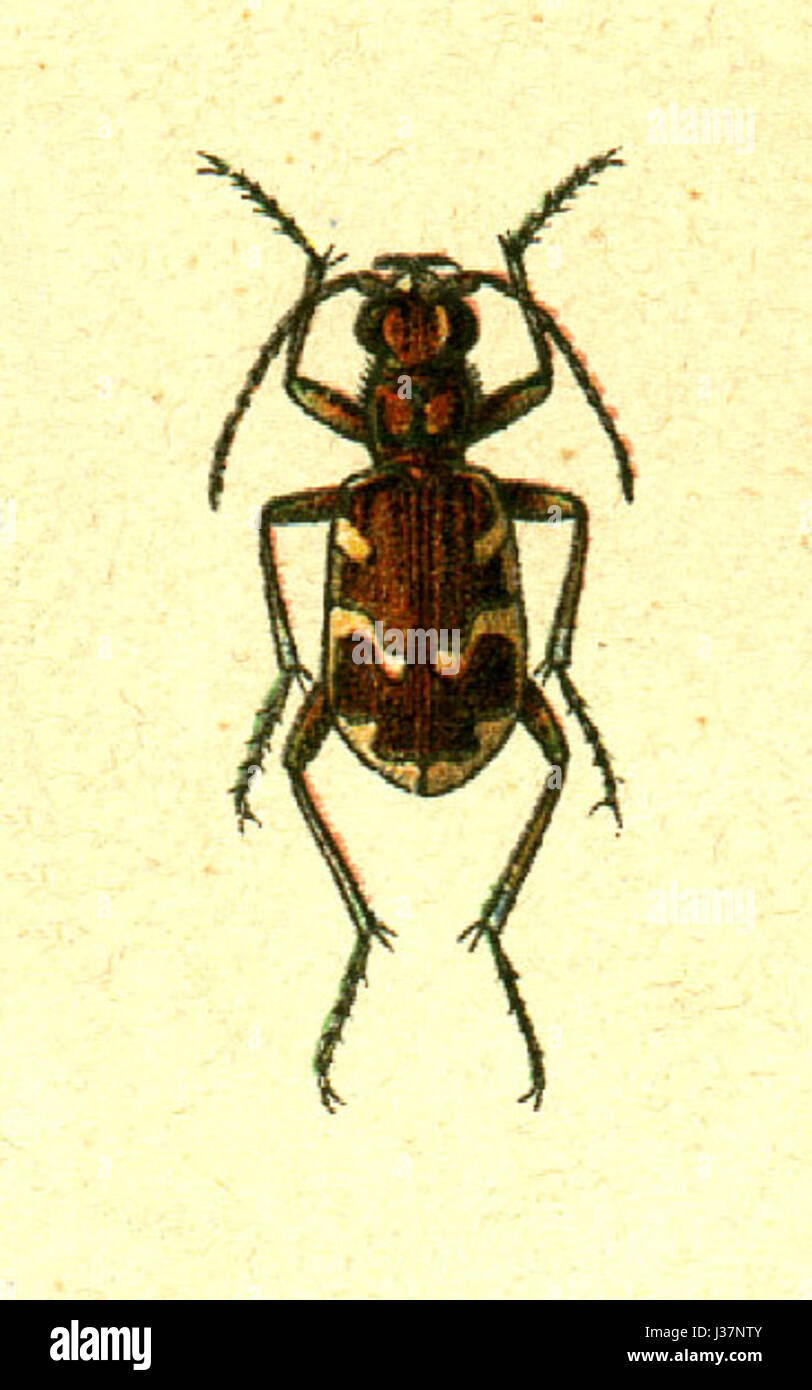 Cicindela hybrida jacobs è una specie di coleottero tigre presente in varie regioni. Conosciuta per la sua natura predatoria, è caratterizzata dal suo corpo distintivo, spesso di colore metallico, e dai rapidi movimenti, che lo rendono un cacciatore esperto nel suo habitat naturale. Foto Stock