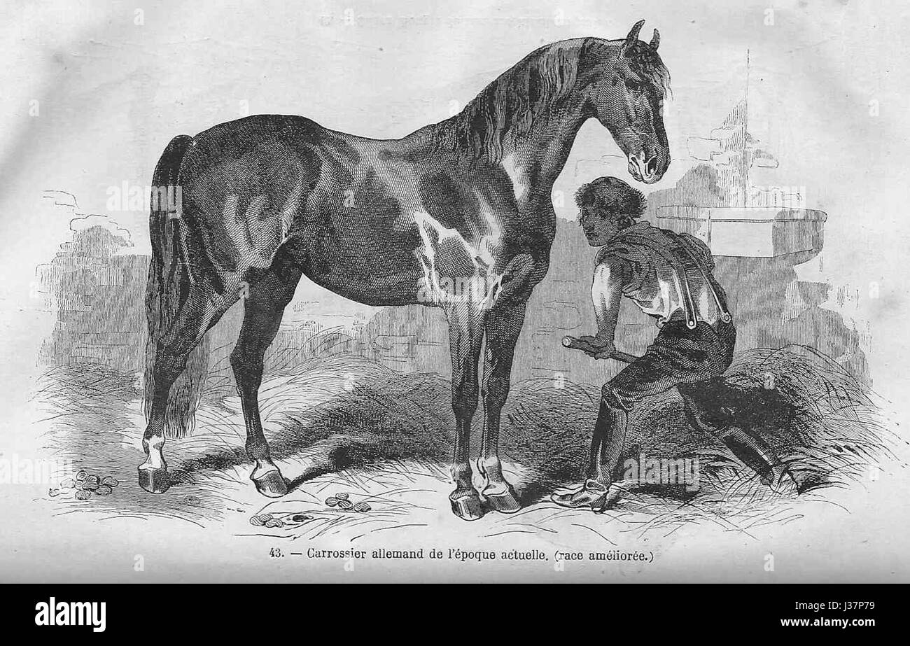 Il termine "Cheval Carrossier allemand" si riferisce a un tipo di carrozza a cavallo tedesco, spesso utilizzato in passato per trainare carrozze nella società europea. Questi cavalli erano apprezzati per la loro forza, resistenza e capacità di trainare carichi pesanti. Foto Stock