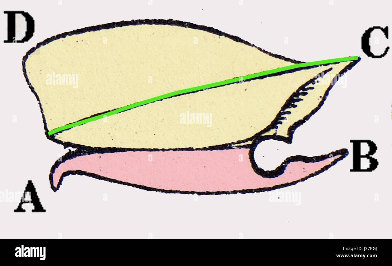 Marginatus Dalopius prothorax Foto Stock