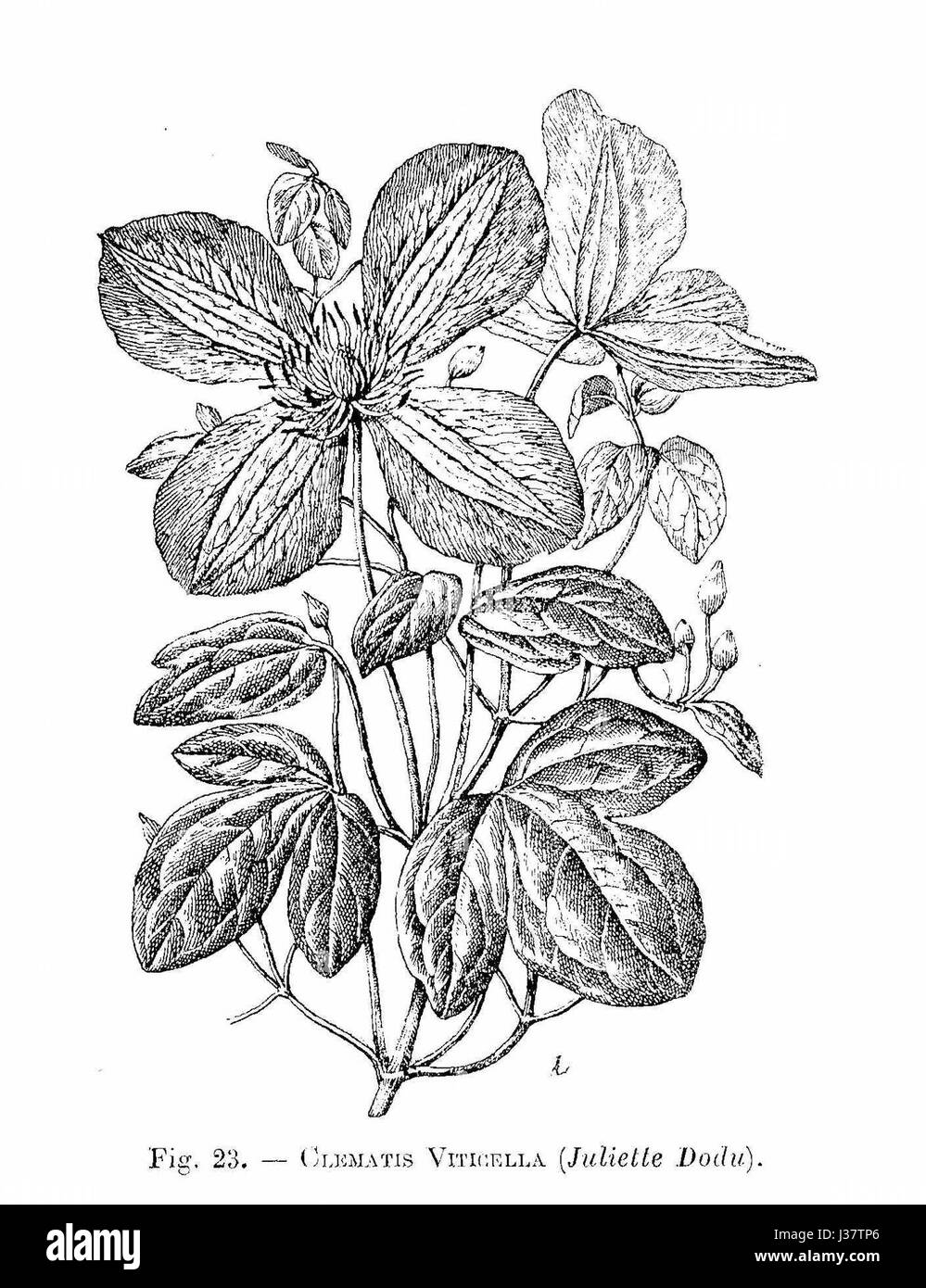 Clematis viticella (Juliette Dodu) Foto Stock