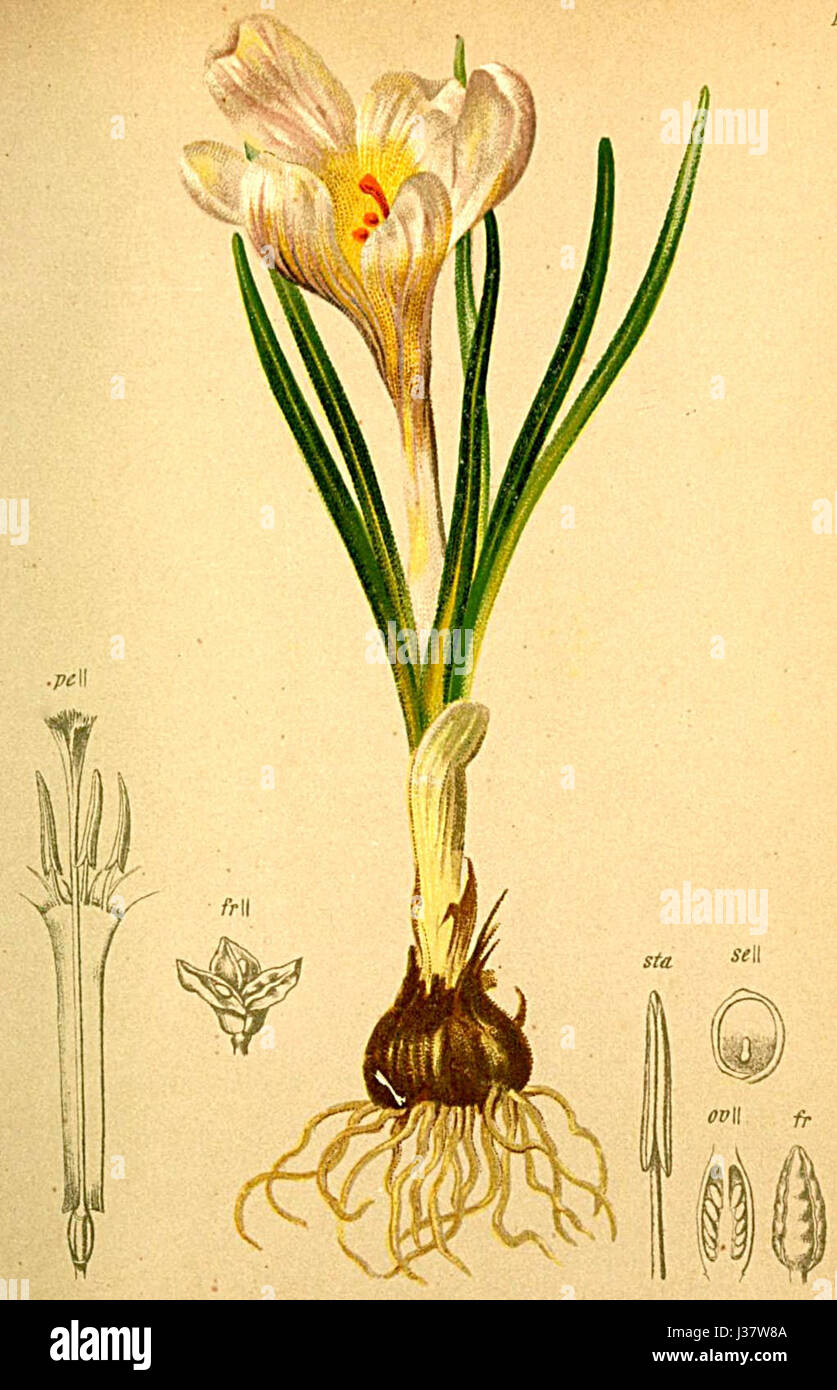 Il Crocus albiflorus, una specie di pianta fiorita della famiglia dell'Iris, è originario delle regioni alpine d'Europa. Conosciuta per i suoi fiori bianchi, cresce nei prati alpini e nei pendii rocciosi, contribuendo alla biodiversità della regione. Foto Stock