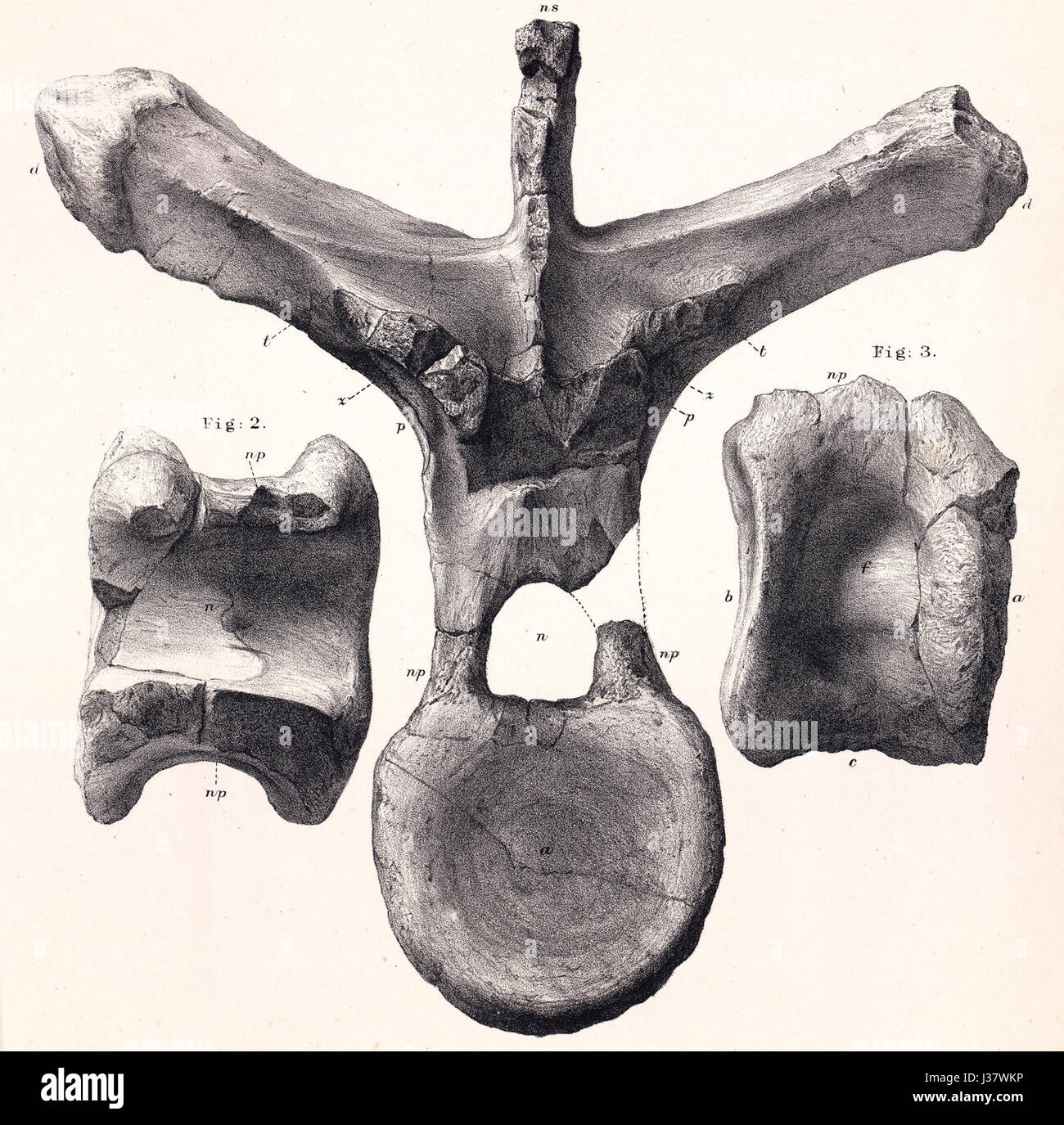 La vertebra dorsale di Dacentrurus si riferisce a una parte specifica della struttura scheletrica fossilizzata del Dacentrurus, un dinosauro del periodo giurassico. Foto Stock