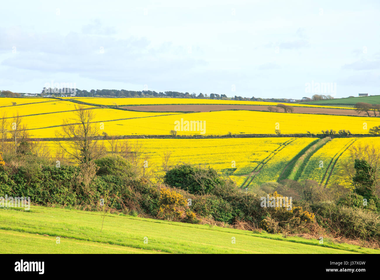 Campo di colza, Brassica napus, Newquay, Regno Unito Foto Stock