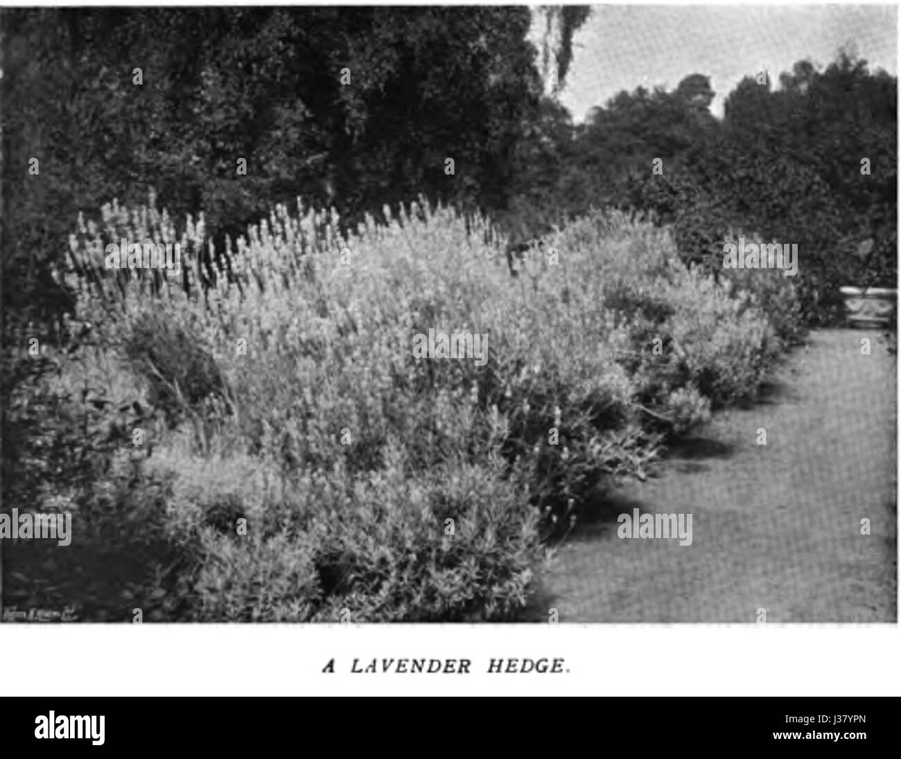 Il colore nel giardino fiorito62 Foto Stock