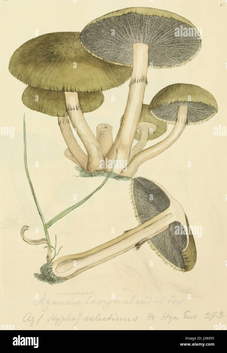 Le figure colorate di inglese funghi o funghi t. 41 Foto Stock