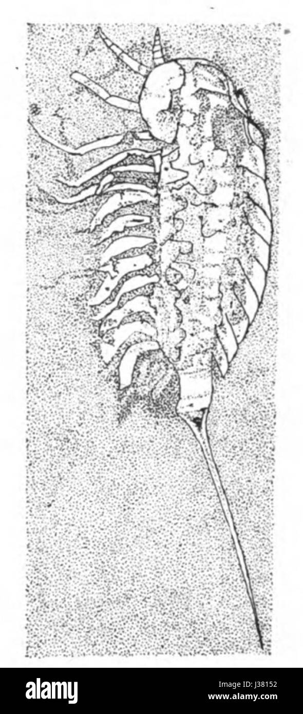Dahl Skorpione Abstammung und Atmungsorgane figura 2 Foto Stock