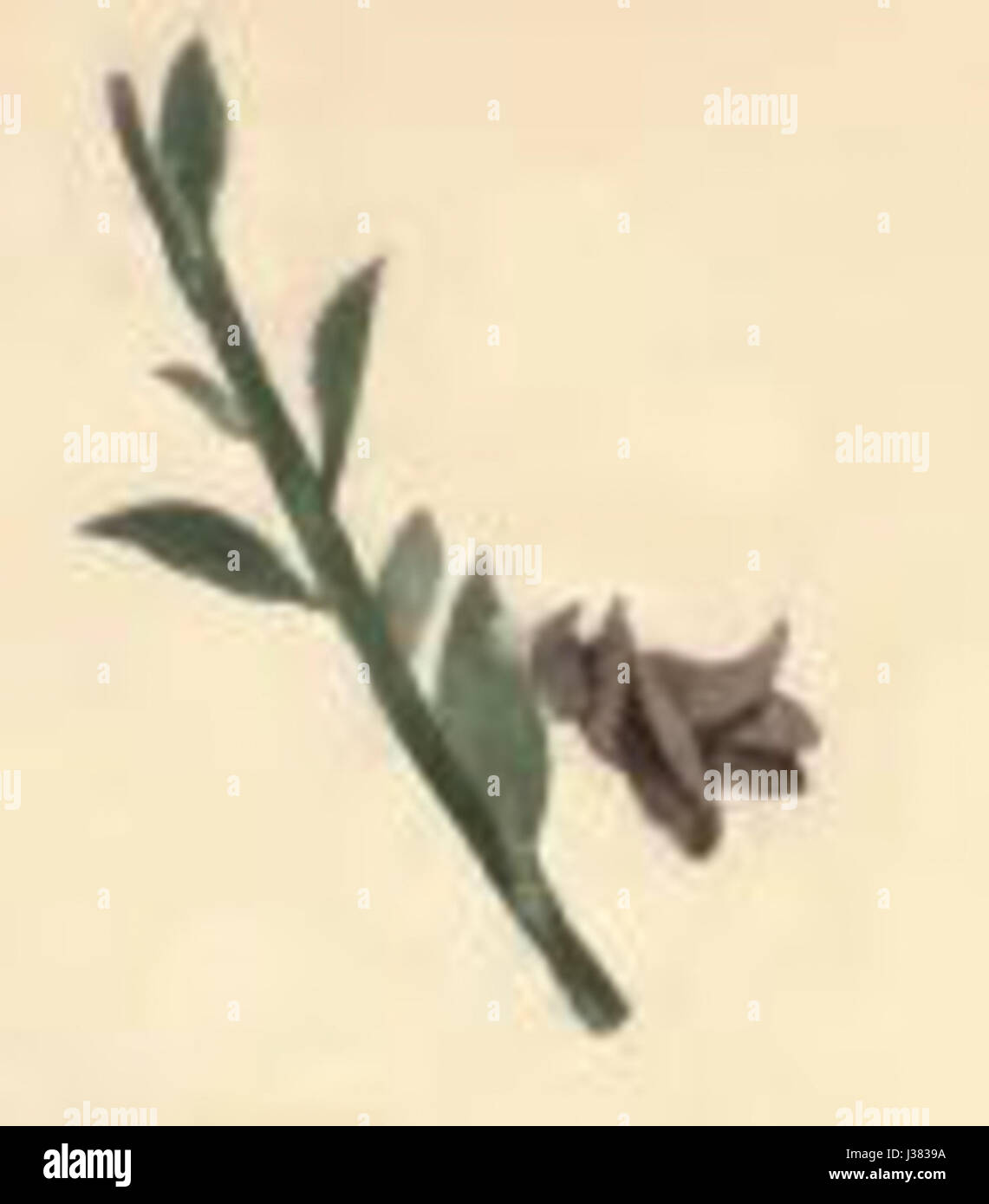 La Coleophora trifariella è una specie di falena le cui larve si nutrono di piante di ginestra. Le larve creano custodie protettive da materiale vegetale, offrendo informazioni sul comportamento alimentare e sul ciclo di vita di questa specie di falena. Foto Stock