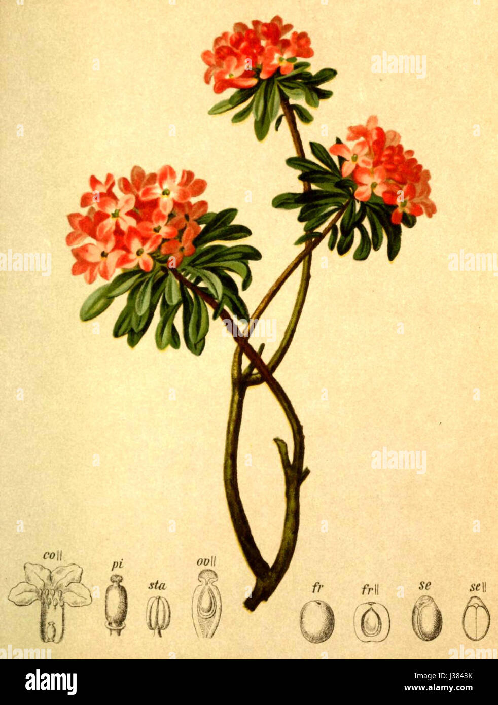 Daphne striata, una specie di pianta fiorita, presente nell'Atlante Alpenflora, nota per il suo aspetto distintivo e la crescita negli ambienti alpini d'Europa. Foto Stock